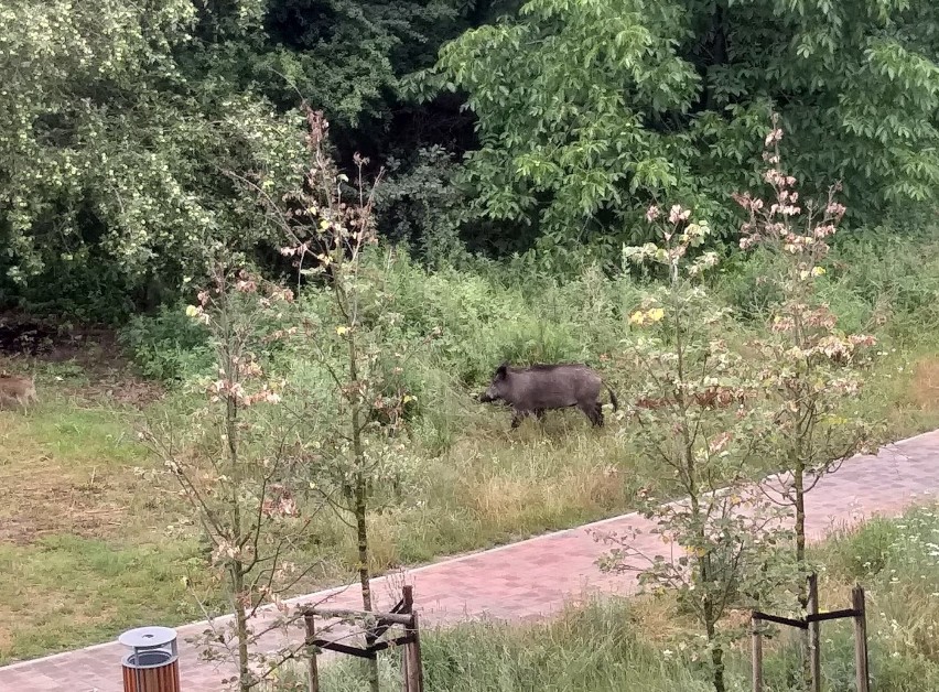 Stado około 40 dzików zauważone w okolicy ulicy Rzeźniczaka...