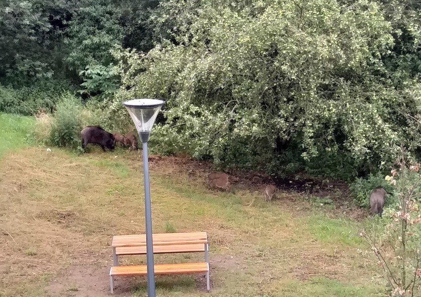 Stado około 40 dzików zauważone w okolicy ulicy Rzeźniczaka...