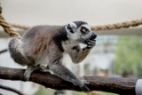 Co robią lemury w wałbrzyskiej Palmiarni, gdy na dworze jest zimno i pada  (ZDJĘCIA)