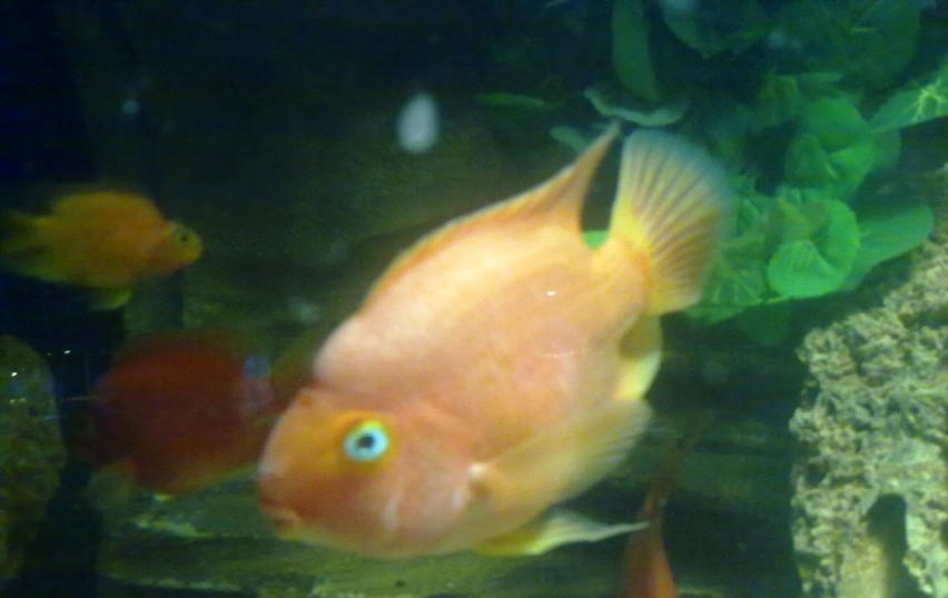 Oceanarium Toruń Plaza