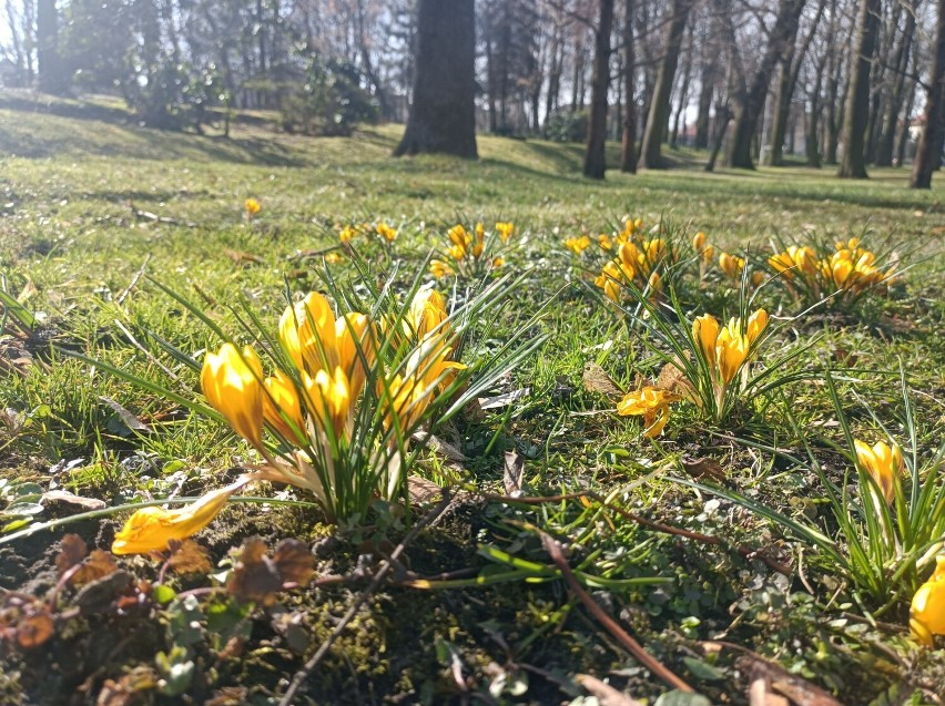 W Wieluniu robi się wiosennie. W centrum miasta posadzono kwiaty FOTO