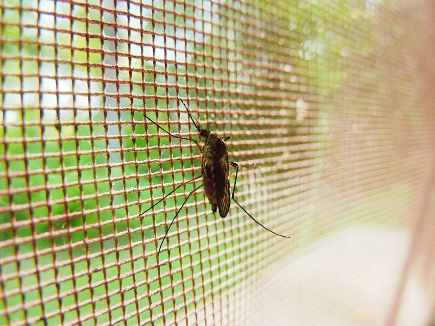 Sposobem na komary jest założenie w oknach moskitiery....