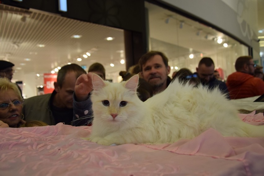 Pokaz rasowych kotów w Europie Centralnej