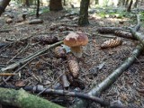 Kiedy zbierać grzyby, żeby nie były robaczywe? Jak unikać robaczywych grzybów? Mykolog wyjaśnia skąd biorą się robaczywe grzyby 19.11.2022