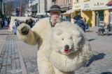 Akcja poparcia na Krupówkach dla prawdziwego białego misia z Zakopanego