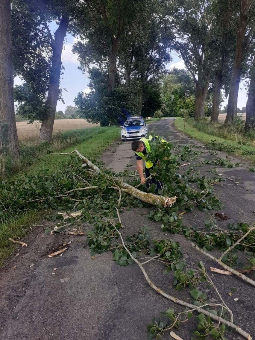 Policjanci z Nowego Dworu Gdańskiego usuwają powalone drzewo...