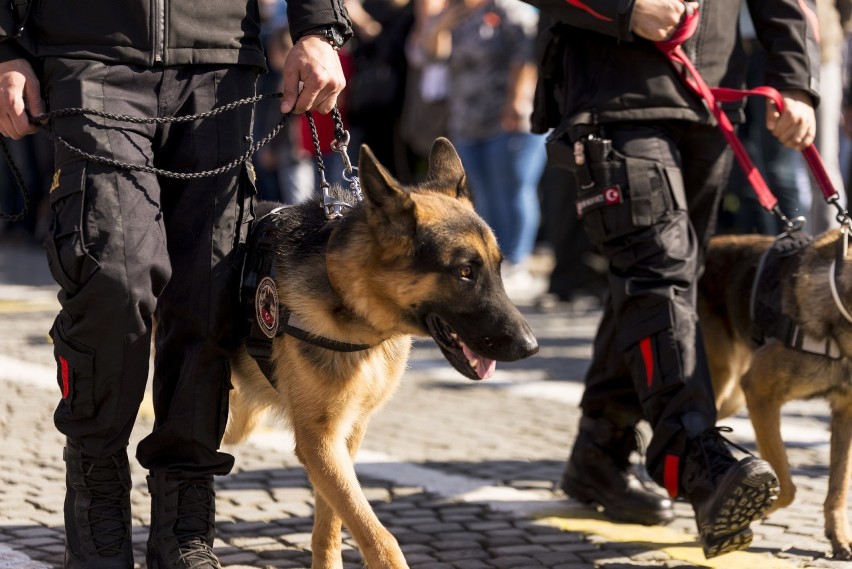 Policja - psy

Psy w policji wykonują pracę patrolową i...