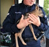 Matka porzuciła małą sarenkę. Pomogli jej policjanci z Chełmka oraz działkowiczka, która zaalarmowała służby