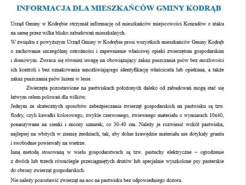 Wilki na terenie gminy Wielgomłyny. Kolejna gmina wydała ostrzeżenie!