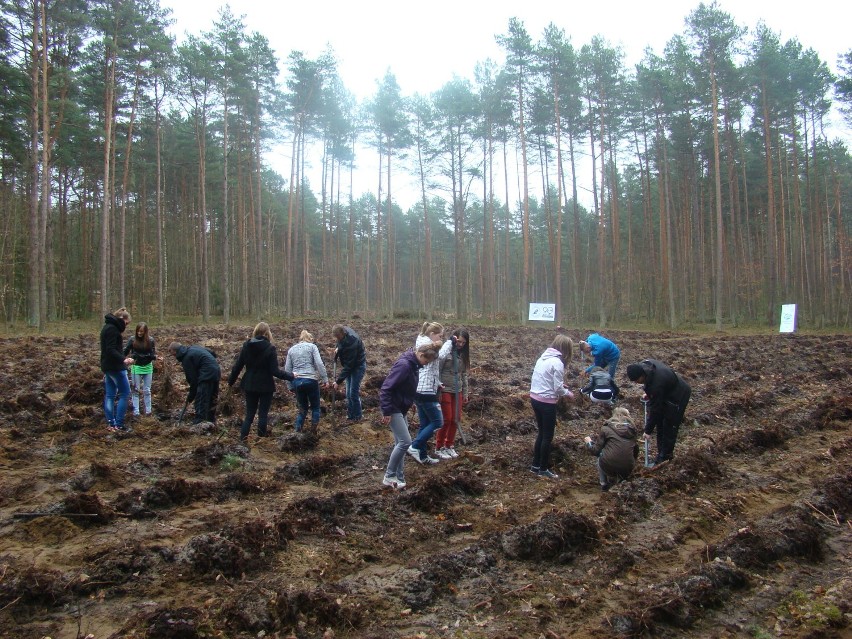 Nadleśnictwo Lębork. Z okazji 90-lecia Lasów Państwowych setki osób sadziło drzewa