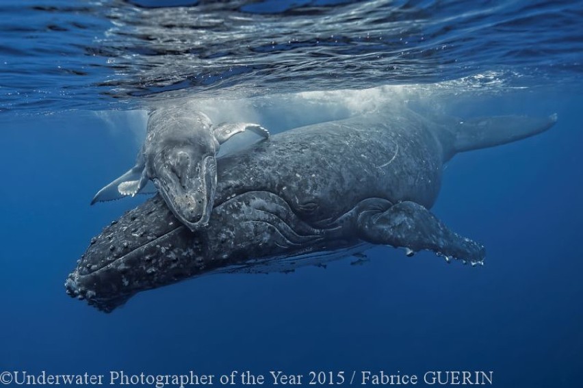 Underwater Photographer of the Year 2015