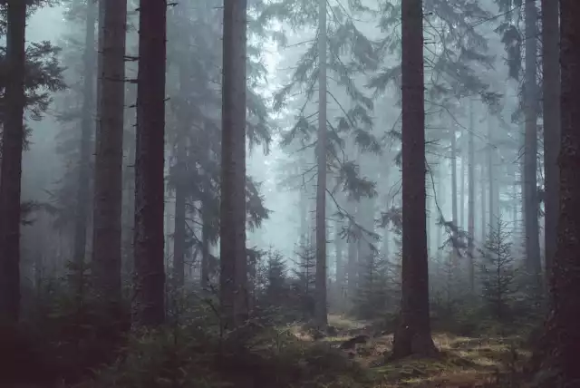 Nawiedzona wieś pod Warszawą. Dlaczego Bromierzyk nazywany jest "wsią wisielców"?