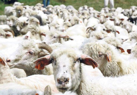 Program Owca Plus to pieniądze na rozwój owczarstwa na Żywiecczyźnie i Jurze Krakowsko-Częstochowskiej. Czy dzięki temu pasterstwo znów wróci do łask? Fot. Marianna Lach