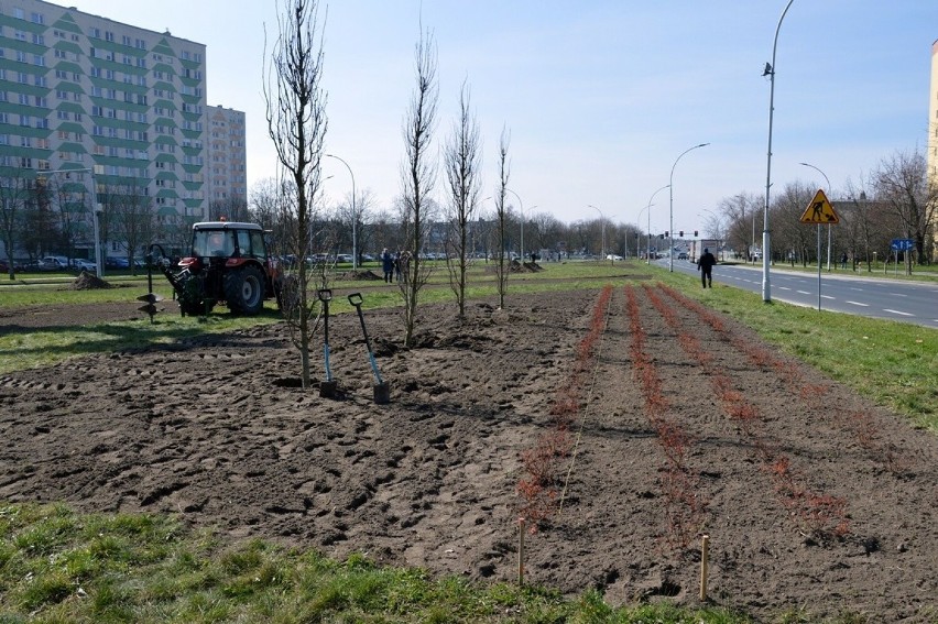 W Stalowej Woli ruszyła akcja sadzenia drzew na niespotykaną skalę. Zobacz zdjęcia
