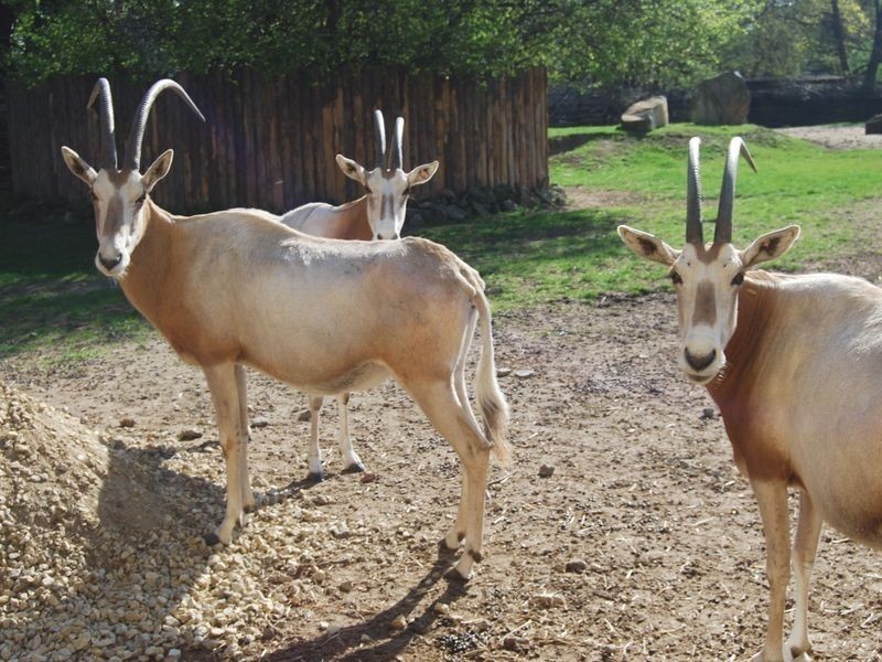 Wrocław: Oryksy szablorogie wyjechały z wrocławskiego zoo (ZDJĘCIA)