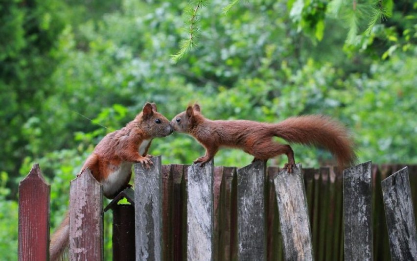 Zakochane" wiewiórki