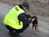 Gniezno: Straż Miejska pouczyła 52 osoby za niesprzątanie po psach