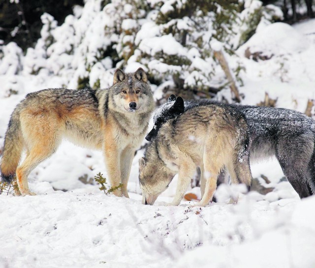 Leśnicy podejrzewają, że po 30 latach wilki wróciły do naszego regionu