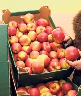 Jabłka dla mieszkańców Sieradza. Akcja wstrzymana, będzie wznowiona 3 lutego już bez harmonogramu