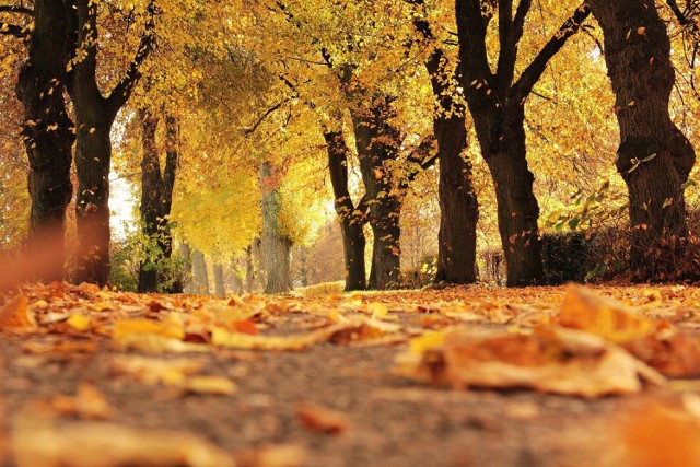1 września rozpoczyna się meteorologiczna jesień. Potrwa do końca listopada.