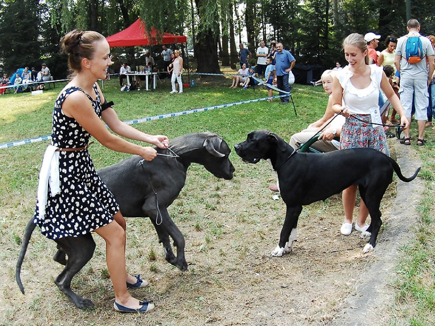 Duże, małe, łaciate, kudłate, czyli wystawa psów rasowych w Nowym Sączu