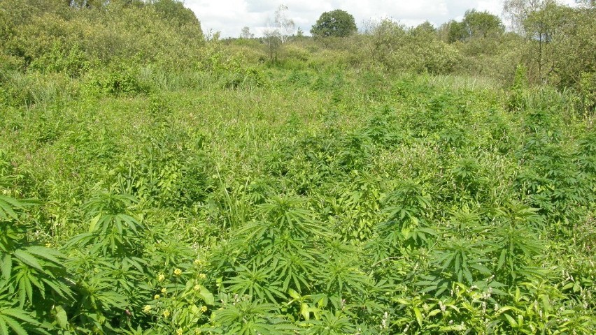 Włocławek: CBŚ zlikwidowało nielegalną plantację marihuany. 17 kg marihuany nie trafi na rynek