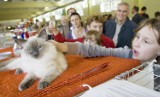 Wałbrzych: Międzynarodowa Wystawa Kotów Rasowych