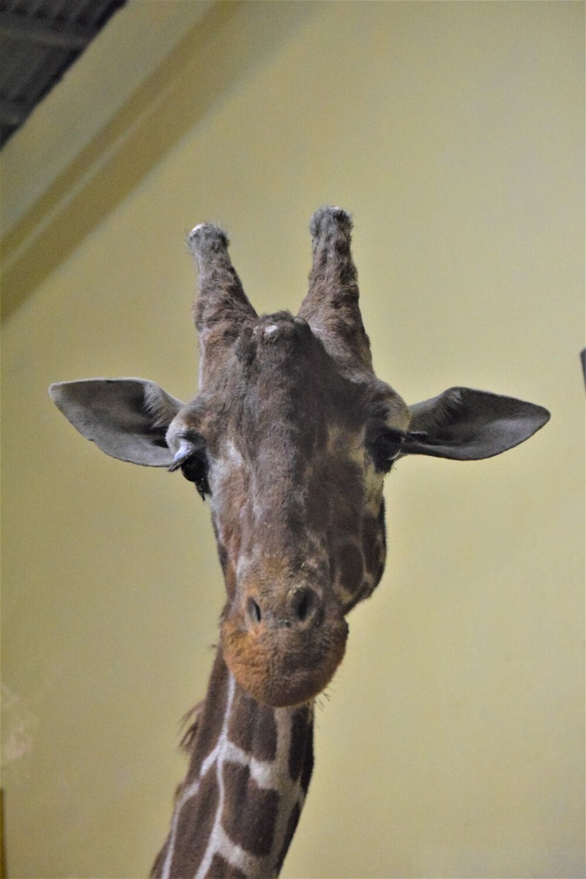 Smutne wieści popłynęły z Zoo Borysew koło Poddębic. Odszedł jeden z ulubieńców gości - żyrafa Tymon ZDJĘCIA