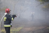 Pożar lasu na skierniewickim poligonie. Strażacy opanowali sytuację [ZDJĘCIA, FILM]