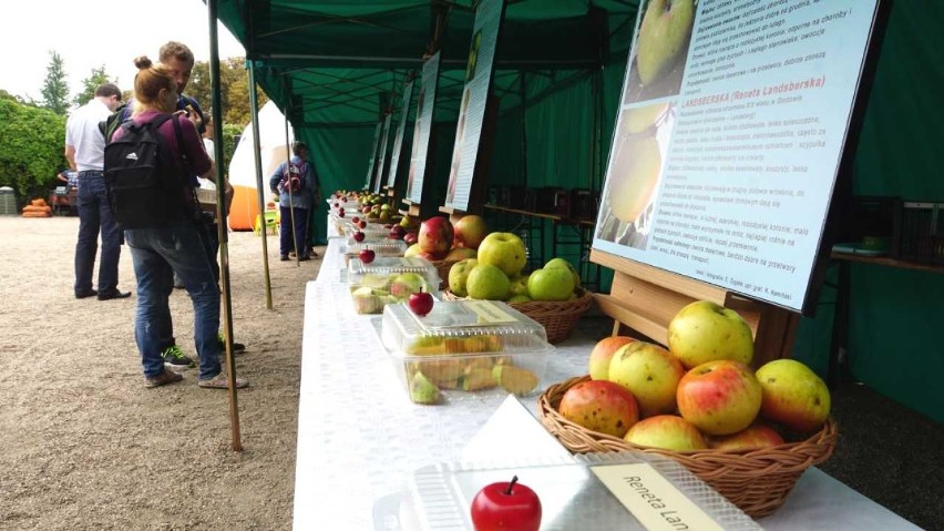 Festiwal jabłka