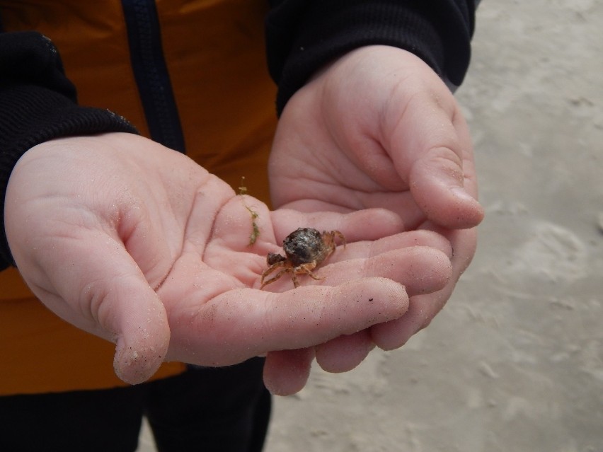 Krabik wyrzucony przez sztorm na plażę w Ustce