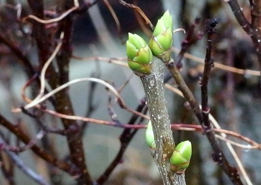 Nadchodzi wiosna