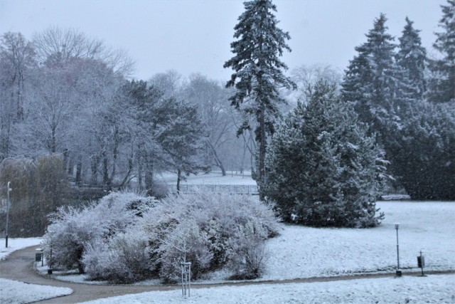 Pierwszy śnieg w Zamościu. Tak wygląda miejscowy Park Miejski
