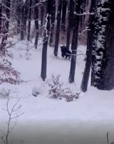 W gm. Malechowo - na polowaniu - wypatrzono żubra harcującego w śniegu ZDJĘCIA, WIDEO