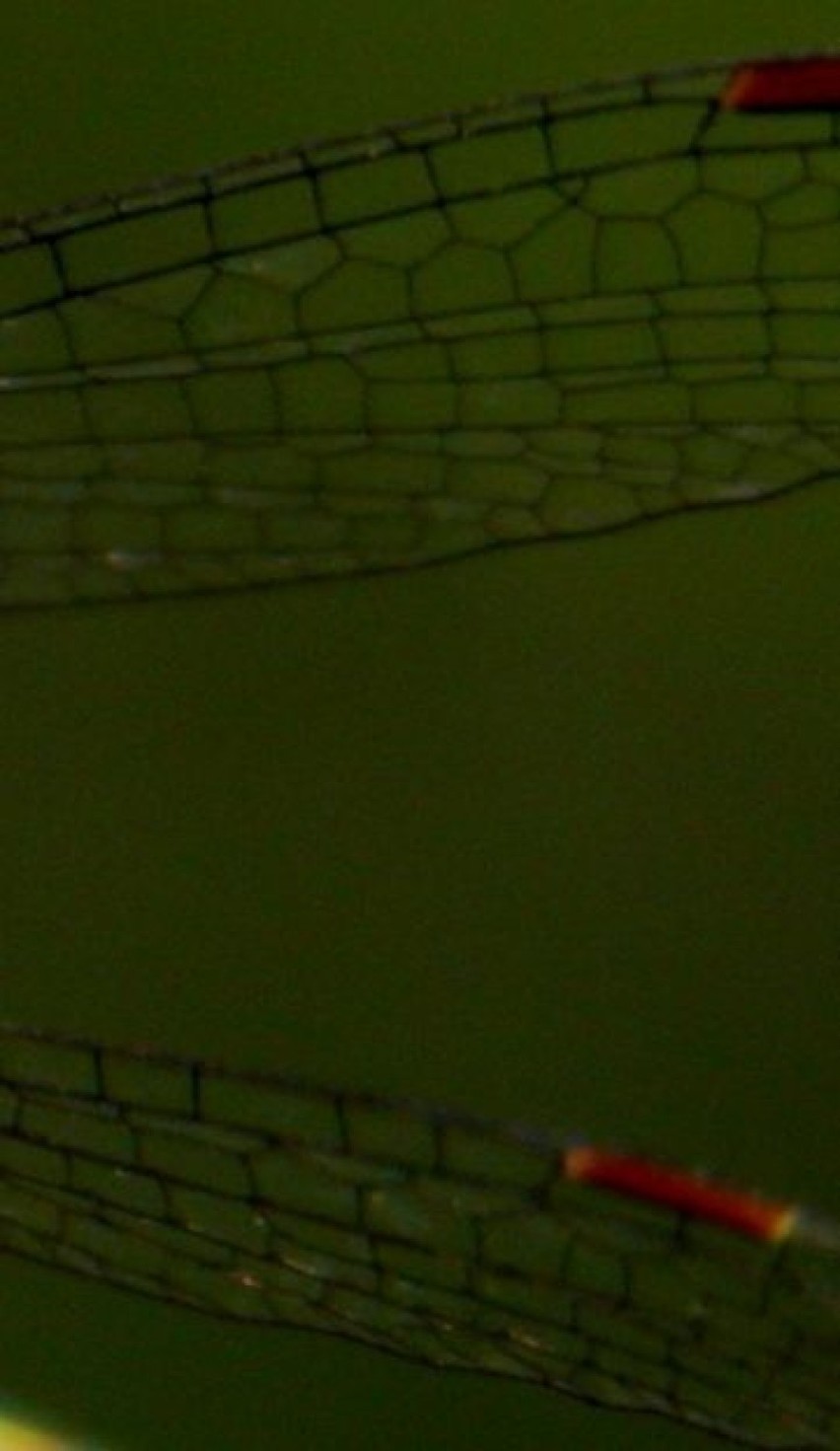 Pałątka mała (Lestes virens) - brązowe, na jasno obrzeżone...