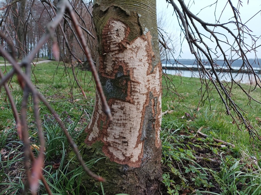 Drzewa ze śladami bobrzych zębów w parku przy ulicy Lelewela
