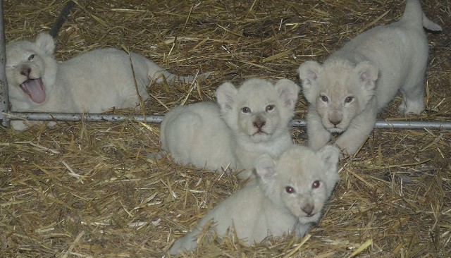 Jeden samiec i trzy samice jeszcze nie mają imion. Zoo safari w Świerkocinie ogłosiło a tej sprawie konkurs. Białe lwy rodzą się w niewoli rzadko. Tymczasem w Świerkocinie to już drugi taki poród. Rok temu na świat przyszedł Kubuś, również biały lew.

Zobacz też: W Zoo Safari na świat przyszedł biały lew Kubuś (wideo, zdjęcia)

Lwiątka są pod opieką rodziców. Jak na maluchy przystało, lubią dużo spać. Są też psotne, lubią się bawić i zaczepiają swoich rodziców. Co ciekawe, maluchy już zaczynają żywić się mięsem. Na razie lwiątka zamknięte są w kojcach. Na wybiegu pojawią się prawdopodopodbnie pod koniec czerwca. - Na razie oglądanie lwiątek nie jest możliwe - przyznaje Renata Rasmussen z ZOO Safari w Świerkocinie.