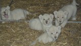 Cztery białe lwy urodziły się w Świerkocinie. Są prześliczne! [zdjęcia, wideo]