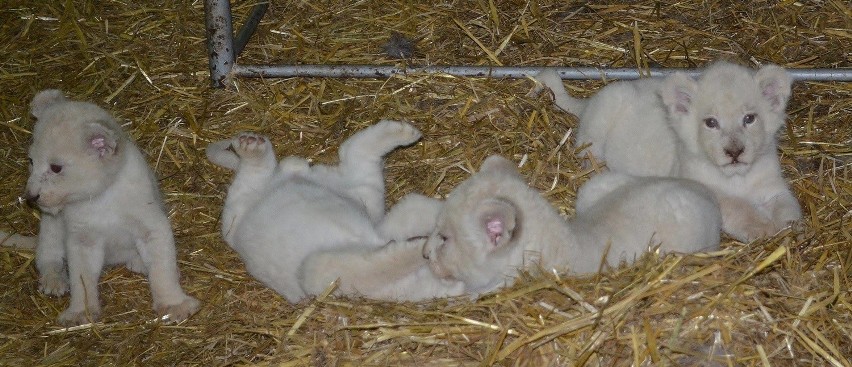 Białe lwy dużo śpią, uwielbiają się też bawić i psocić.
