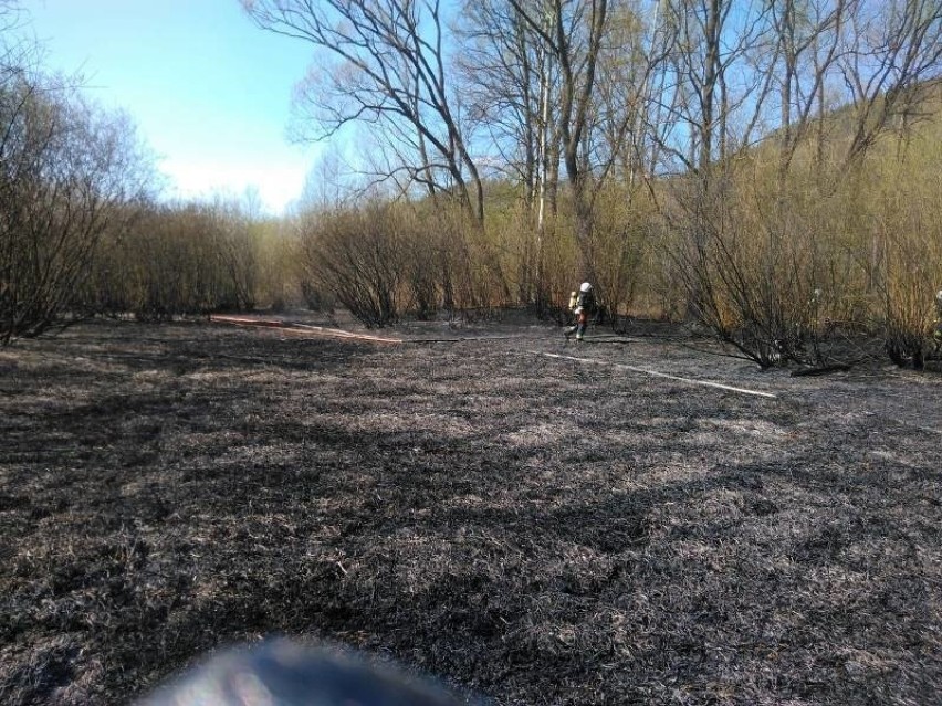 Płoną trawy w całym regionie. Strażacy apelują: Zostańcie w domach!