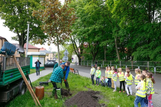 Drzewa sadzone w ramach akcji "wCOP drzewo" w Katowicach