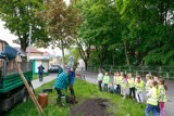 Ponad 300 drzew zostanie posadzonych w Katowicach. To efekt kolejnej odsłony akcji „wCOP drzewo”