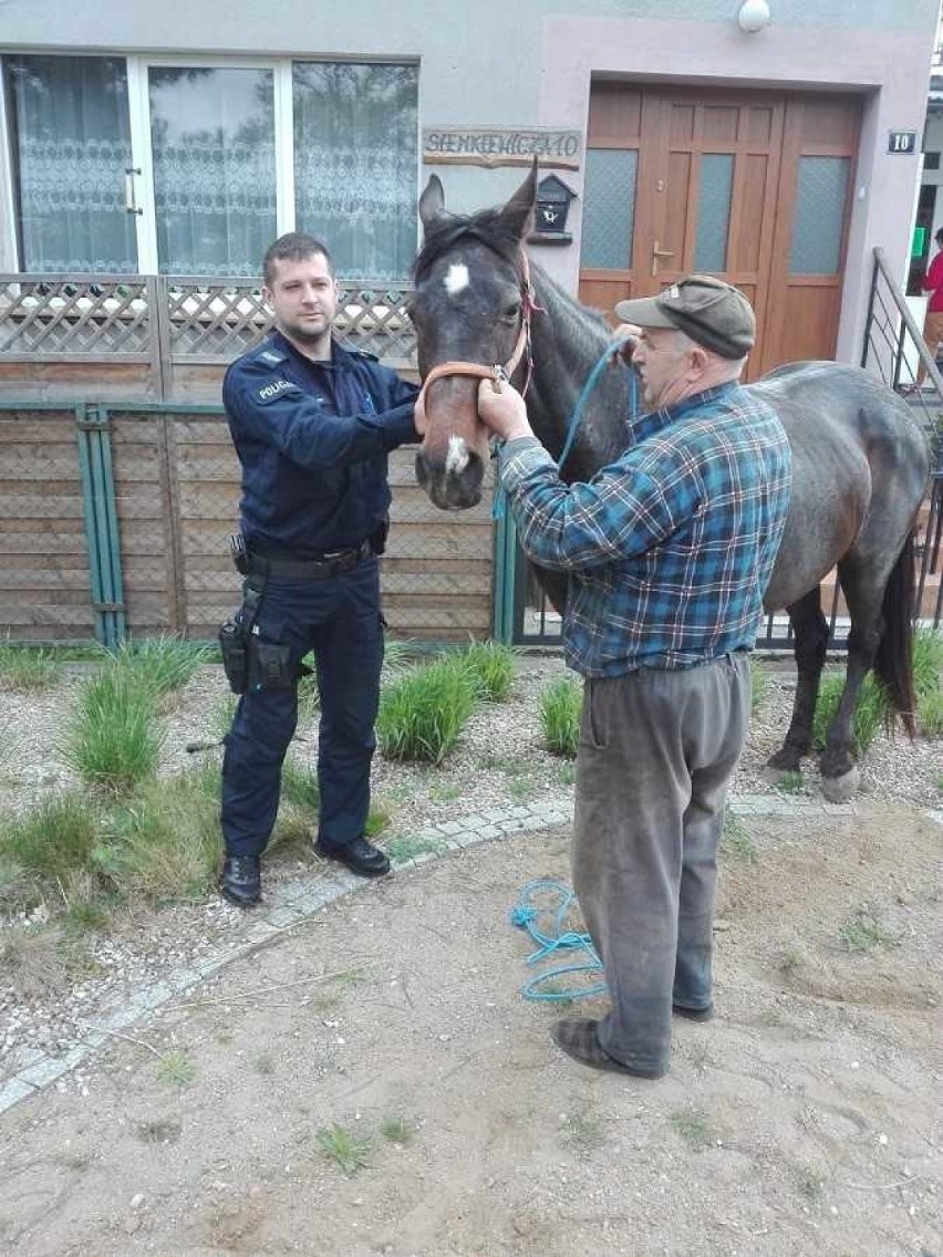 Nowy Dwór Gdański. Policjanci ujarzmili biegającego po terenie miasta konia