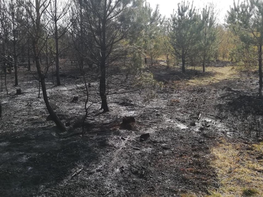 Groźny pożar lasu w Lipie. Ogień szybko się rozprzestrzeniał