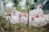 Ptasia grypa – zakaz handlu żywym ptactwem na tczewskim targowisku