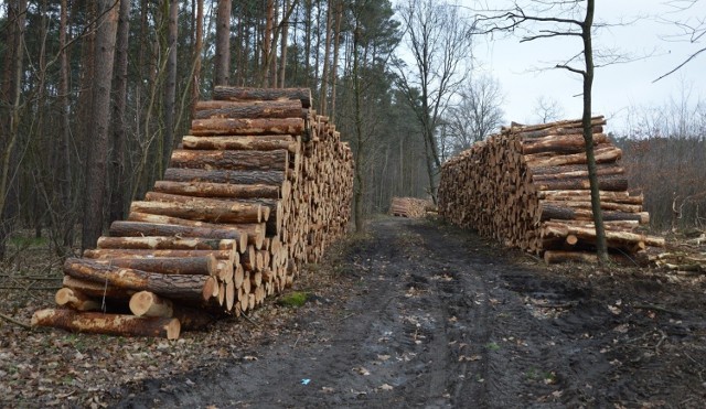 Przy ul. Sobkowiaka w Zielonej Górze wycięto 5,66 hektara lasu sosnowego. W tym miejscu sadzone będą buki, dęby, brzozy i sosny