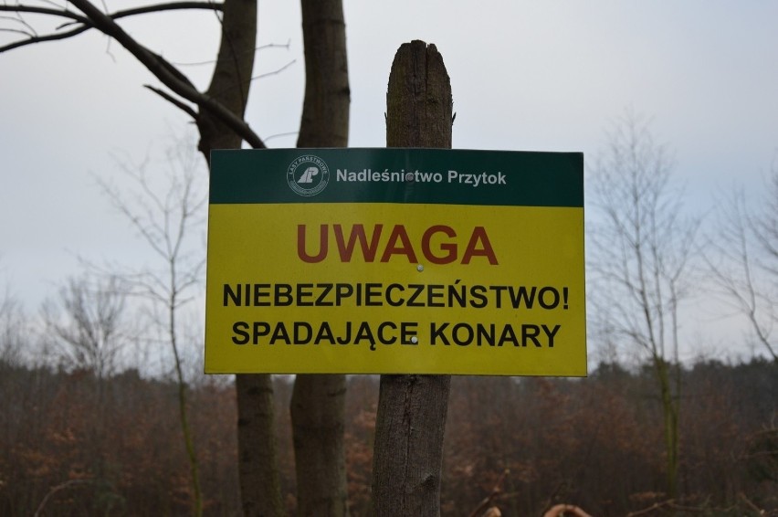 Przy ul. Sobkowiaka w Zielonej Górze wycięto 5,66 hektara...