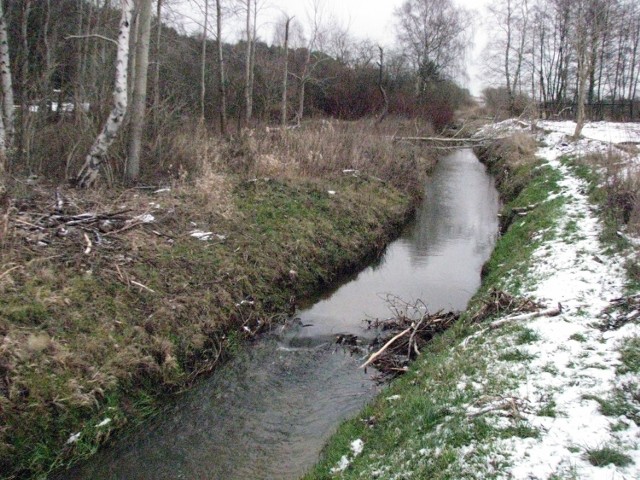 W Ustce na dobre zadomowiły się bobry