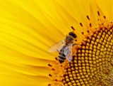 Małopolska stawia na pszczoły - przeznacza pół miliona na ich ochronę 