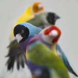 Wystawa egzotycznych ptaków w Bydgoszczy. Przyjdź i podziwiaj kolorowe, rozśpiewane ptactwo!